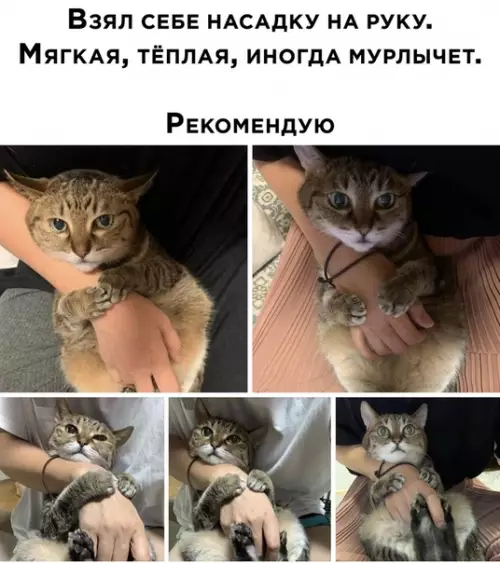 Смешная картинка №515502