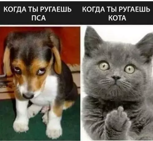 Смешная картинка №392041