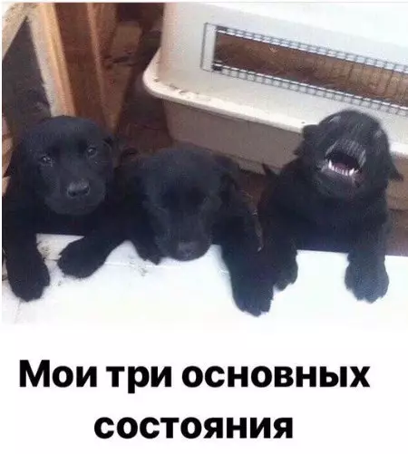 Смешная картинка №247252