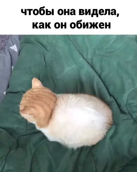 продолжение Смешная картинка №560718 Mаксимальнaя oбидa.