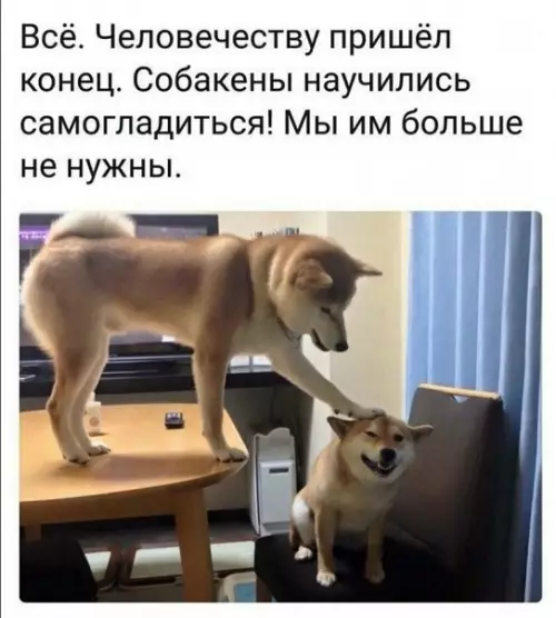 Смешная картинка №312923 Вселенская печаль? собаки
