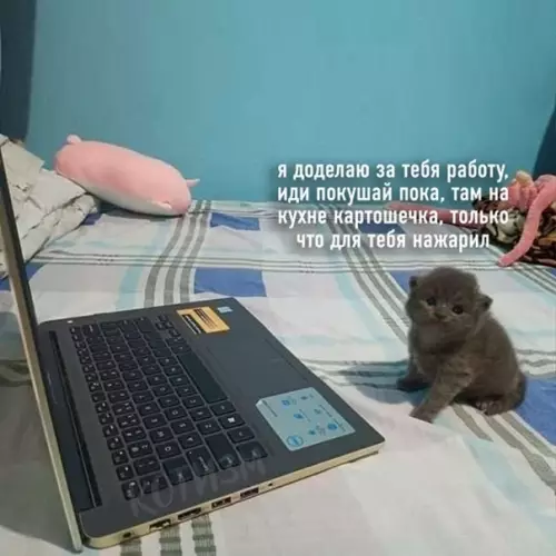 Смешная картинка №545778 Иногда хочется, чтобы кот просто взял и сказал мне: коты