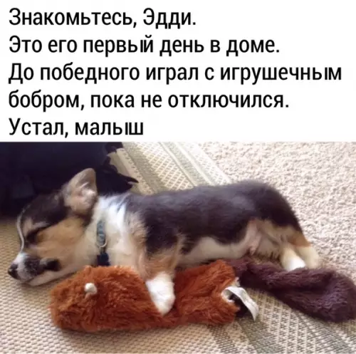 Смешная картинка №483016