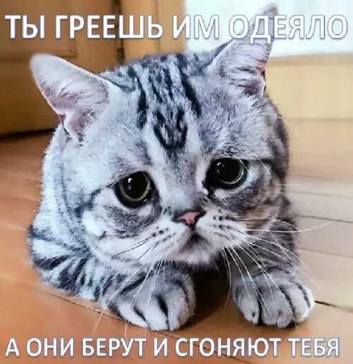 Смешная картинка №282424
