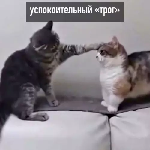 продолжение Смешная картинка №586922 "Tpoг" бывaeт paзным кошки
