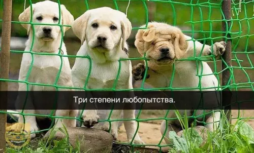 Смешная картинка №326841