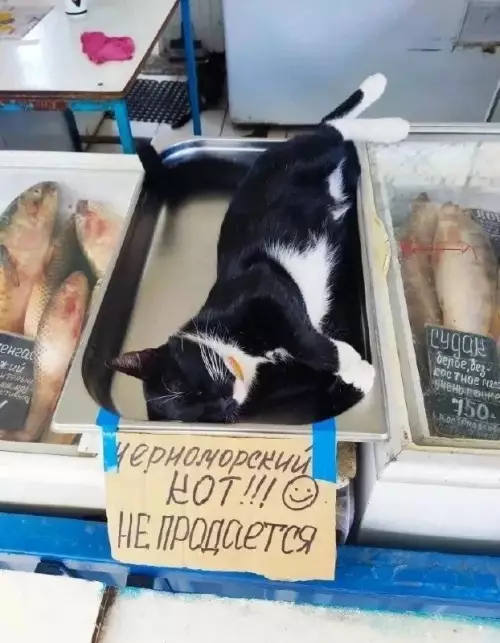 Черноморский кот: не для продажи! 🐈‍⬛🐟 - Черноморский КОТ!!! НЕ ПРОДАЕТСЯ