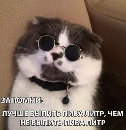 Смешная картинка №311416 Котик дело говорит