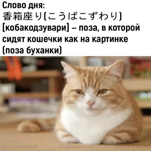 Смешная картинка №697597 Коты