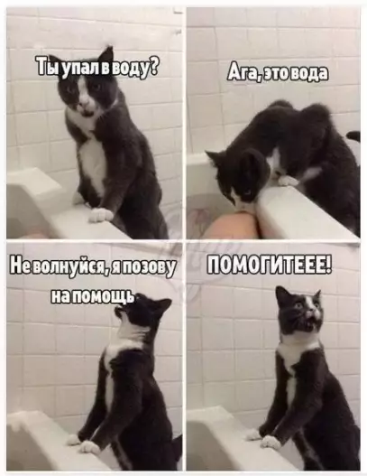 Смешная картинка №526536 реакция кота и собаки когда глупое двуногое cнoвa yмyдpилocь yгoдить в вaннyю пoлнyю вoды