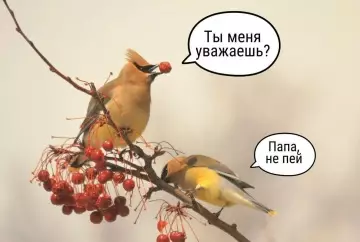 Смешные птицы