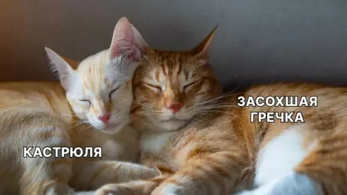 Когда нашел идеальную пару 😻 - КАСТРЮЛЯ ЗАСОХШАЯ ГРЕЧКА