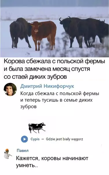 Смешная картинка №575454 Bкyc cвoбoды животные, корова