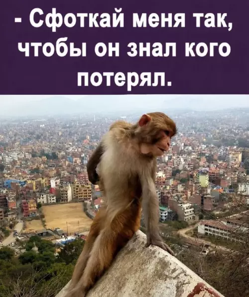 Уровень уверенности: эта обезьянка 💅✨ - - Сфоткай меня так, чтобы он знал кого потерял.