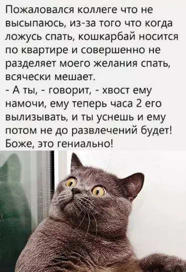 Смешная картинка №507334 А что, так можно было? о_О кошки