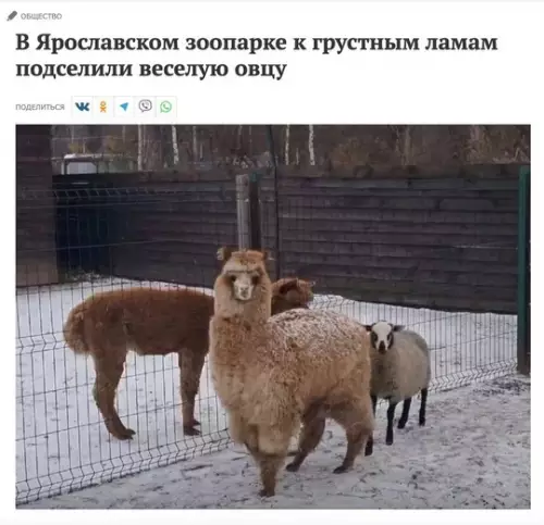 Смешная картинка №751781 Хорошо 