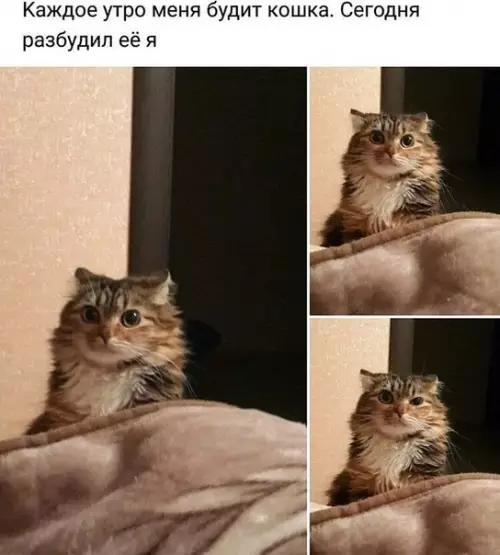 Смешная картинка №384880