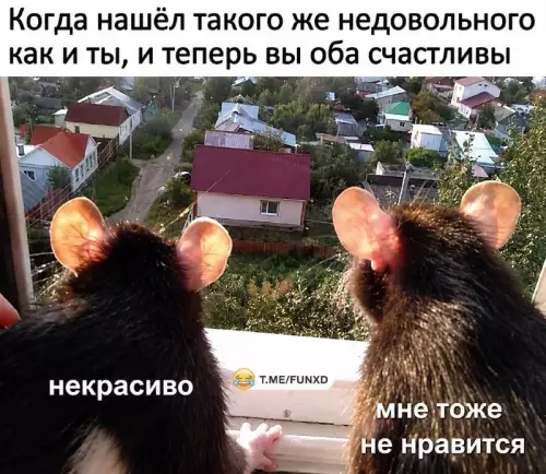 Нашли своего человека по уровню недовольства 🐭 - Когда нашёл такого же недовольного как и ты, и теперь