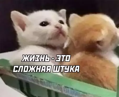продолжение Смешная картинка №566331