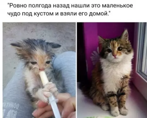 Смешная картинка №232724
