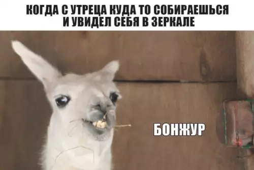 Смешная картинка №274043