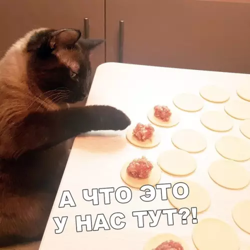 Смешная картинка №401804 Главный дегустатор