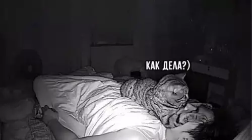 продолжение Смешная картинка №588769 Скучно коту ночью стало Коты