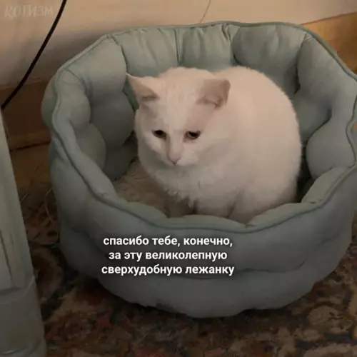 Смешная картинка №501382 Когда купил своему пирожочку новую лежанку