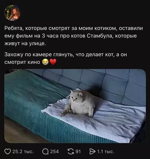 Тот самый кот-киноман 🐈🎥 - Ребята, которые смотрят за моим котиком, оставили ему фильм на