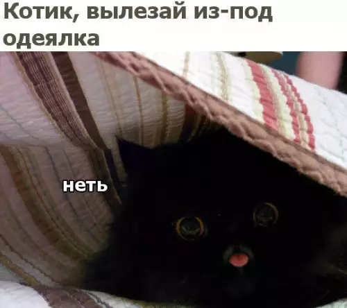 Смешная картинка №259661 коты