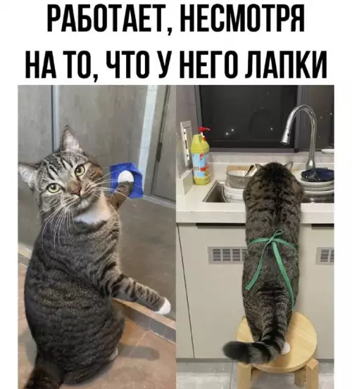 Смешная картинка №724317 коты