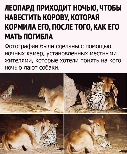 Смешная картинка №512730 Слишком мило животные