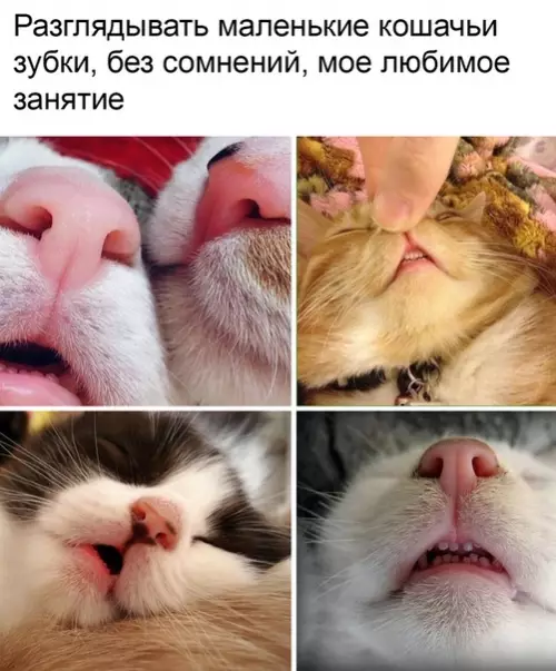 Смешная картинка №380364