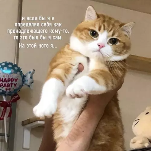продолжение Смешная картинка №574757 Основное различие между собаками и котами