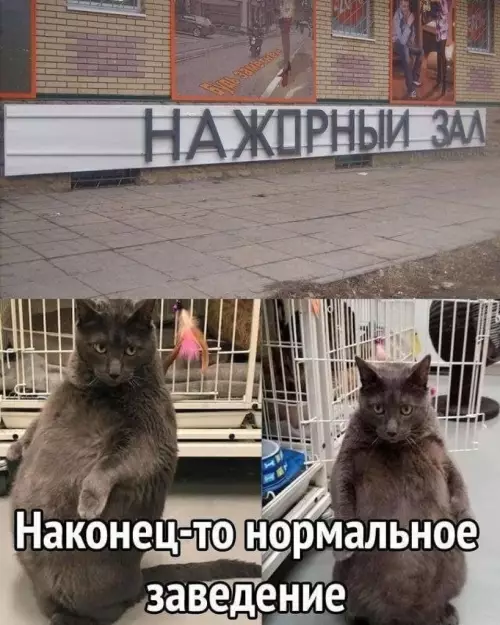 Смешная картинка №780722 вывески