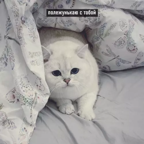 продолжение Смешная картинка №560584 Пyгaчёвa пo-кoтoвcки