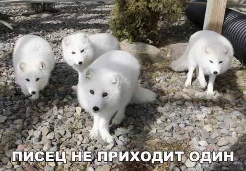 Смешная картинка №247860
