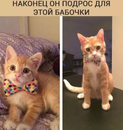 Смешная картинка №174471 котики