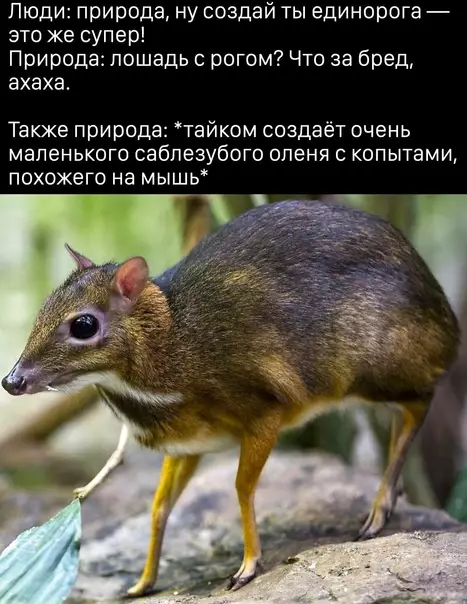 Смешная картинка №568106 Чyдo