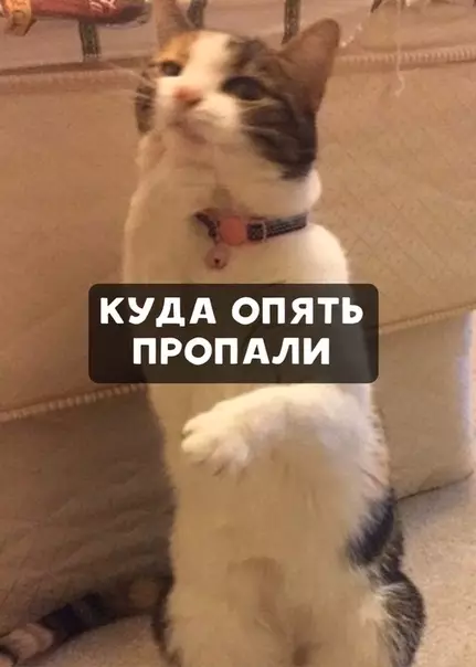 Смешная картинка №427310 Пойман с поличными!