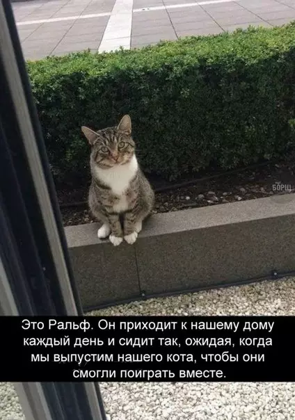 Смешная картинка №244271
