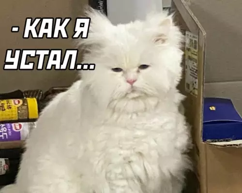 продолжение Смешная картинка №565054