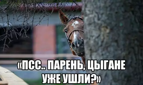 Смешная картинка №176003 конь