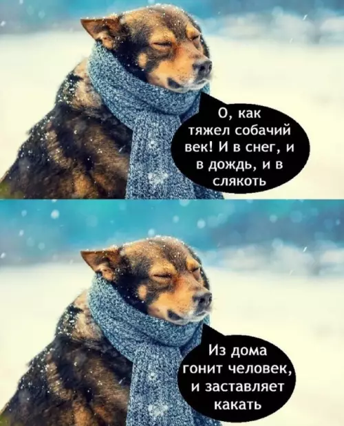 Смешная картинка №737924 Сил нет Собаки