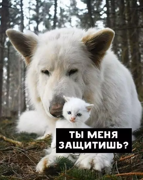 Смешная картинка №501848 Максимальнo милo:3