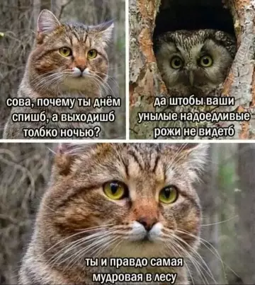 Сова — королева интровертов! 🦉✨ - сова, почему ты днём спишь, а выходишь только ночью? да
