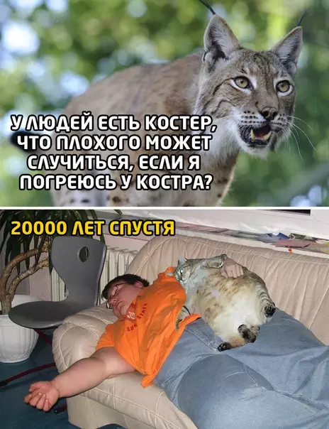 Смешная картинка №550812 кошки