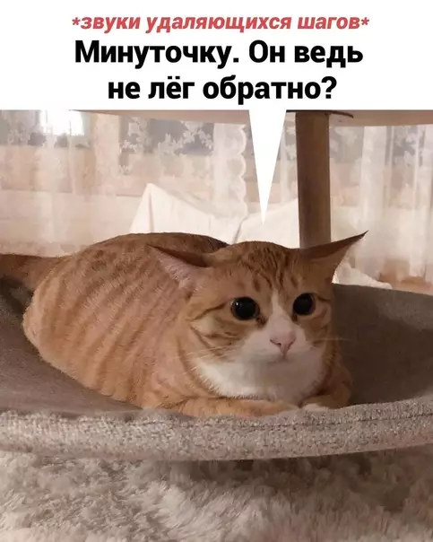 продолжение Смешная картинка №573944
