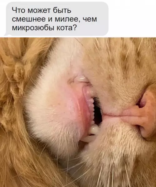 Смешная картинка №707159
