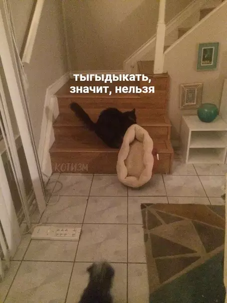 Смешная картинка №577118 Когда поссорился с котом, и он решил съехать от тебя на второй этаж